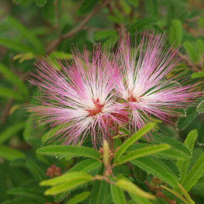 Calliandra surinamensis 'Dixie Pink'